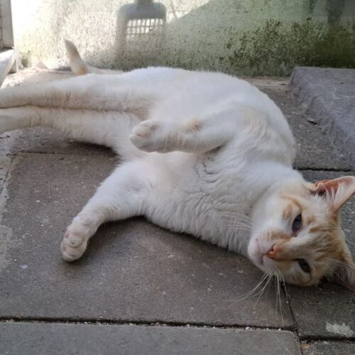 Katze