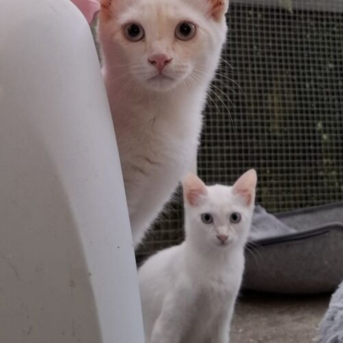 Katze
