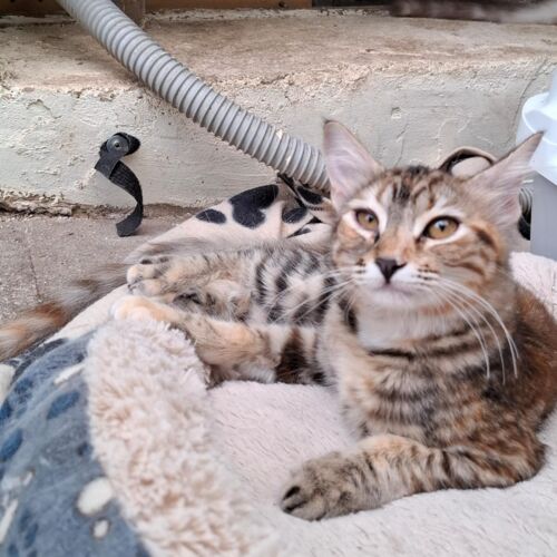 Katze