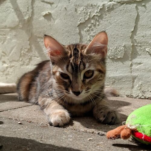 Katze