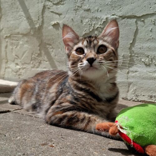 Katze