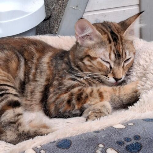 Katze