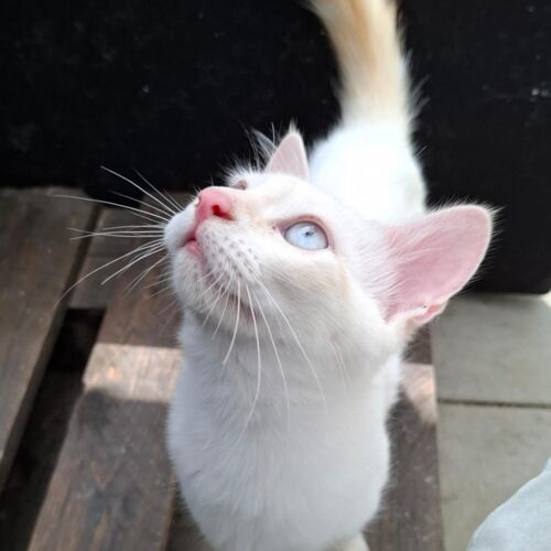 Katze