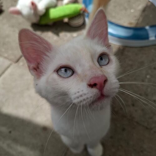 Katze