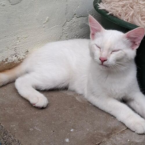 Katze