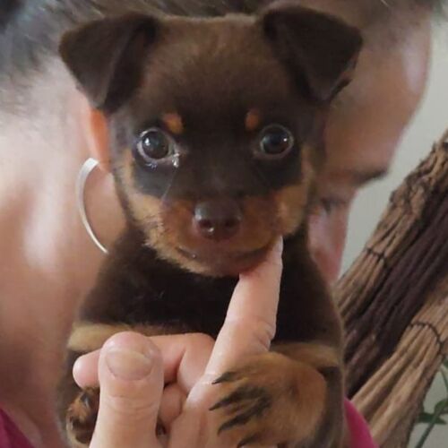 Remo