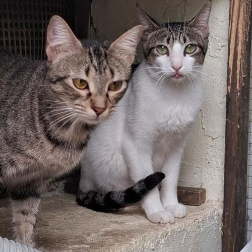 Katze