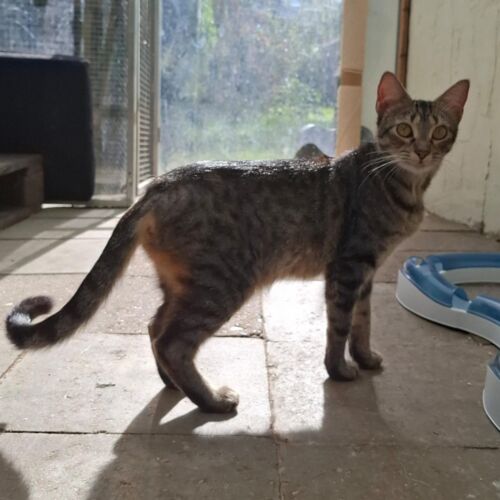 Katze