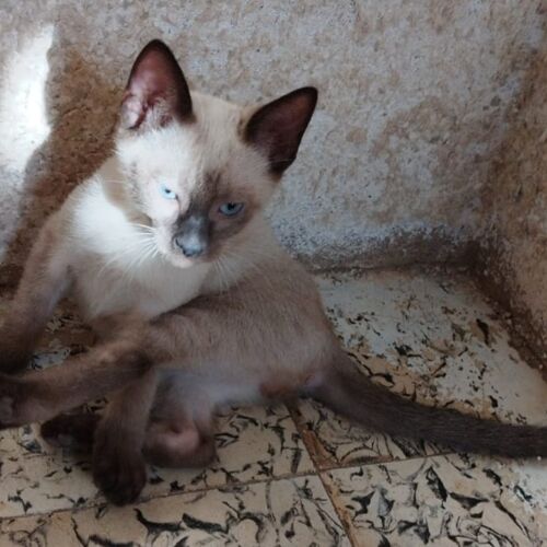 Katze