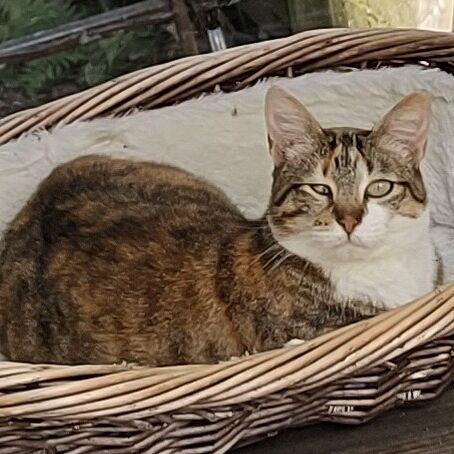 Katze