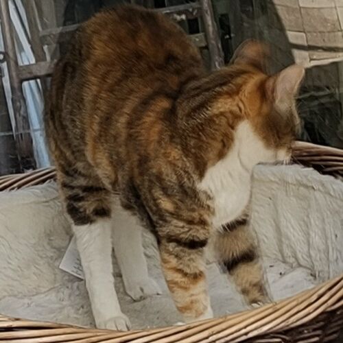 Katze