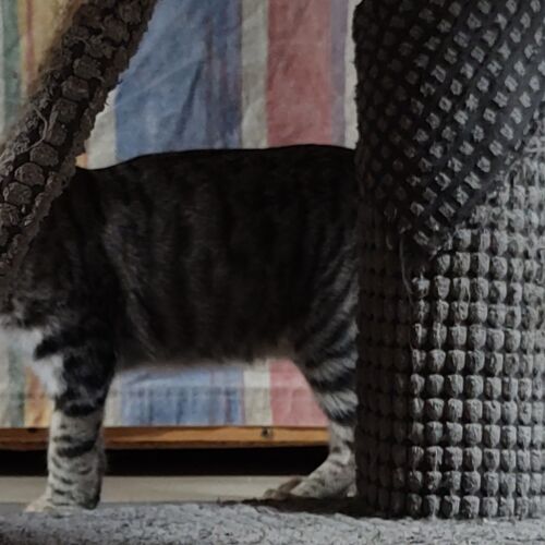 Katze