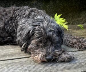 In Gedenken an Blacky