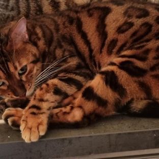 Katze