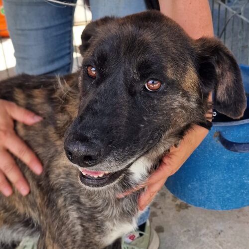 Rufio