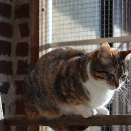 Katze