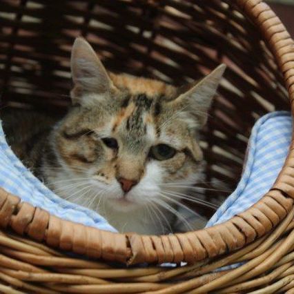 Katze