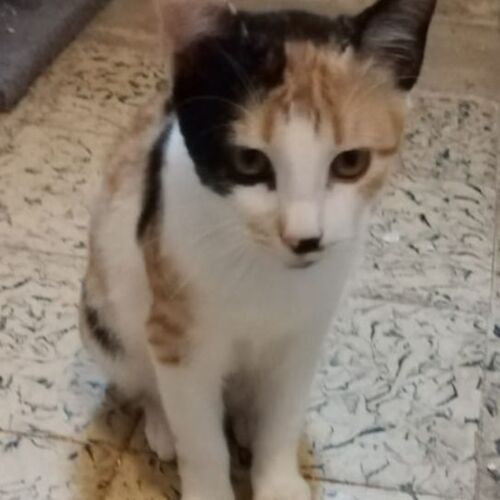 Katze