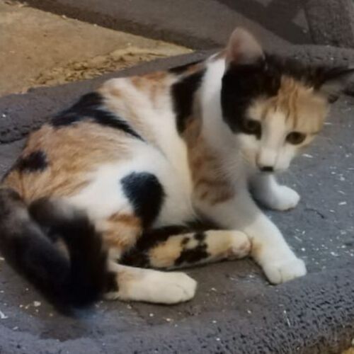 Katze