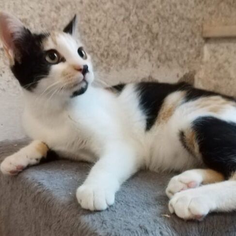 Katze