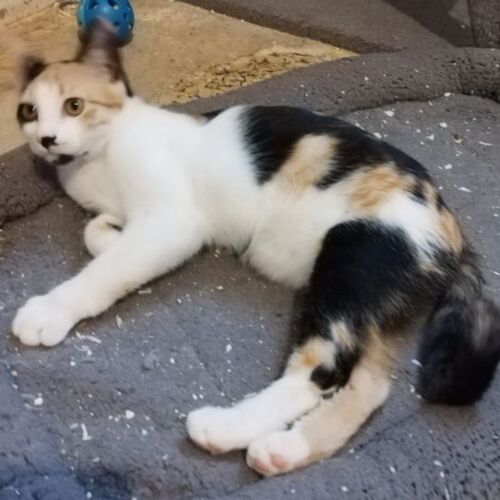 Katze