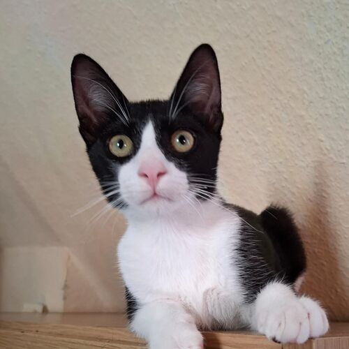 Oreo