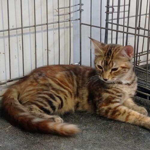 Katze