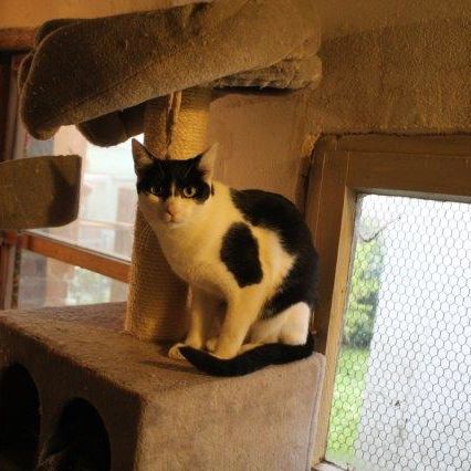 Katze
