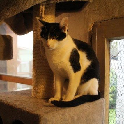 Katze