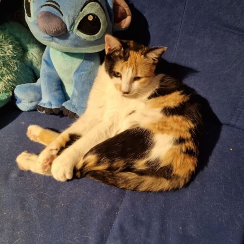Katze