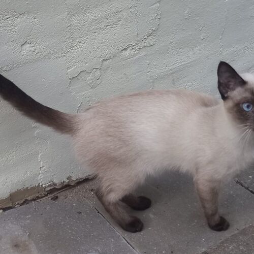 Katze