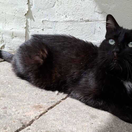 Katze