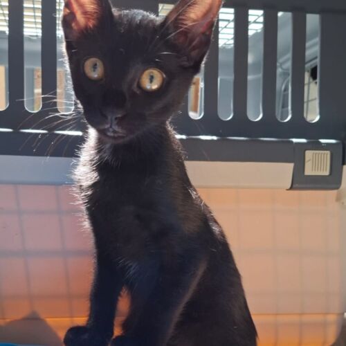 Katze