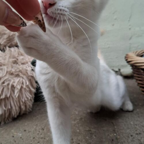 Katze