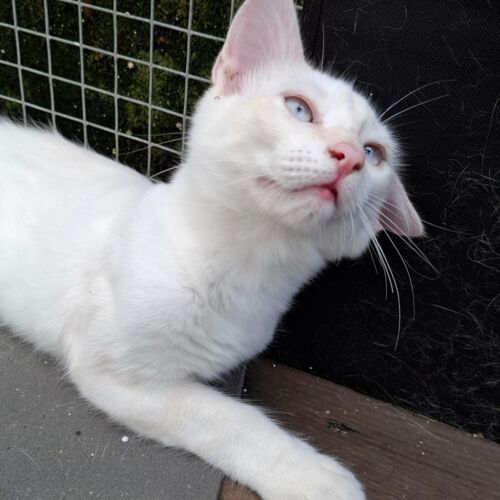Katze