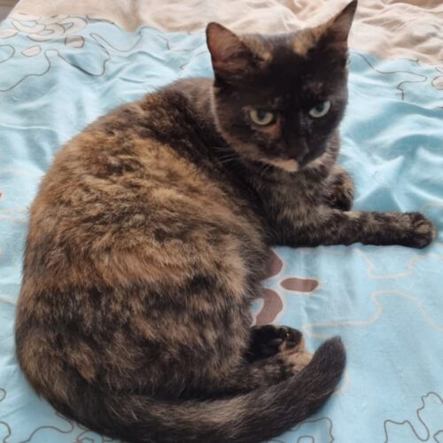 Katze