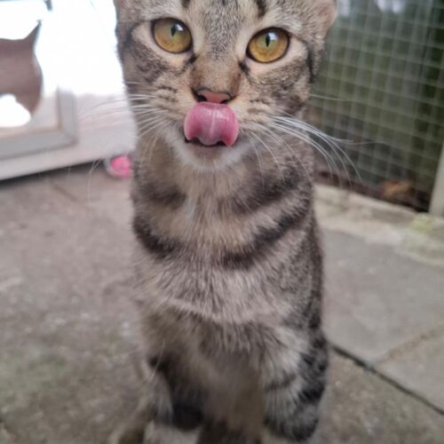 Katze