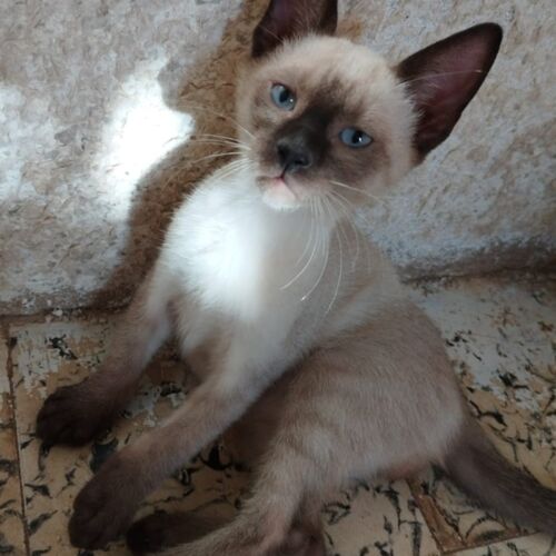 Katze