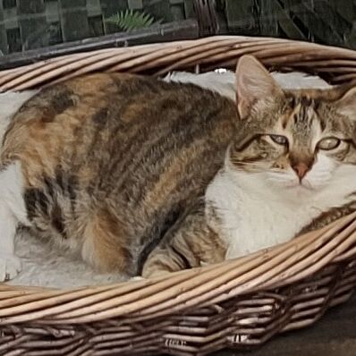 Katze