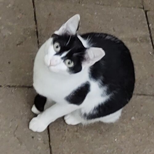 Katze