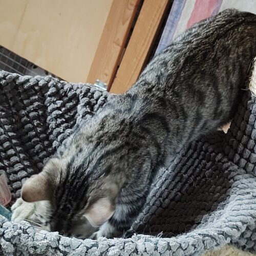 Katze