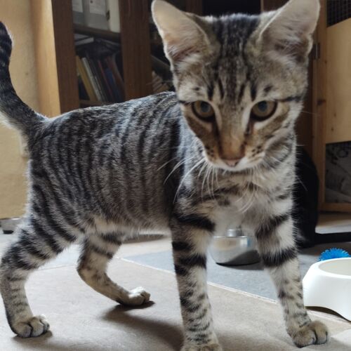 Katze