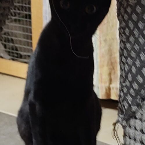 Katze
