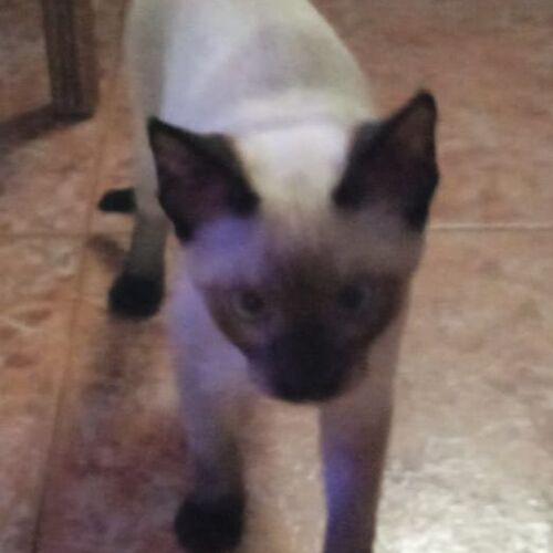 Katze