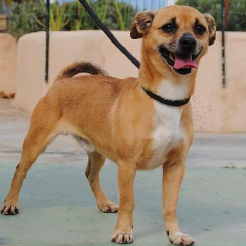 Pako