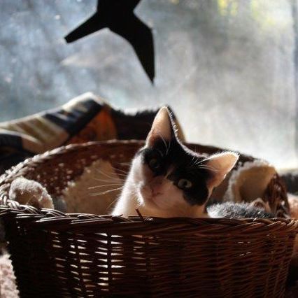 Katze