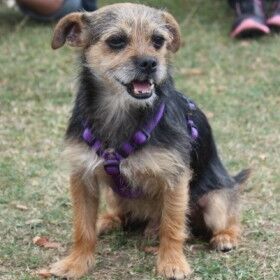 Happy Chucho, Nov. 2013