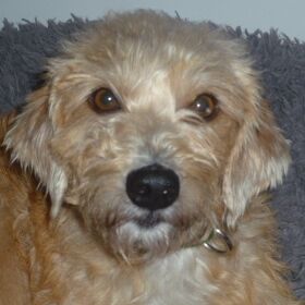 Happy Liesl, Febr. 2013