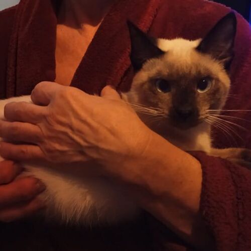 Katze