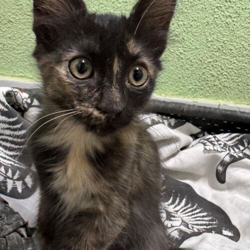 Katze